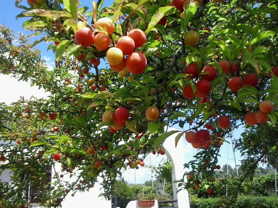 Fruta e compotas ameixa figo nêspera marmelo