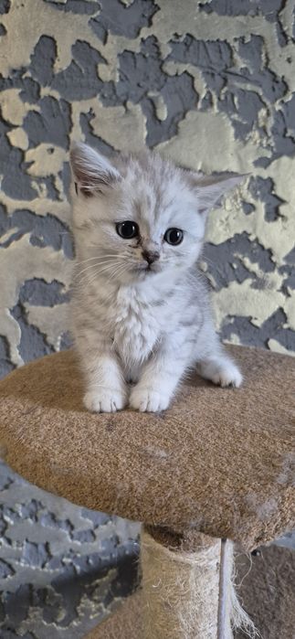Шотландські кошенята котята Срібляста шиншила.