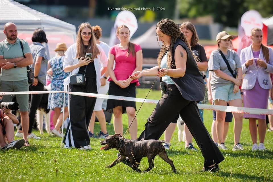 Цуценя стаффордширського бультерера