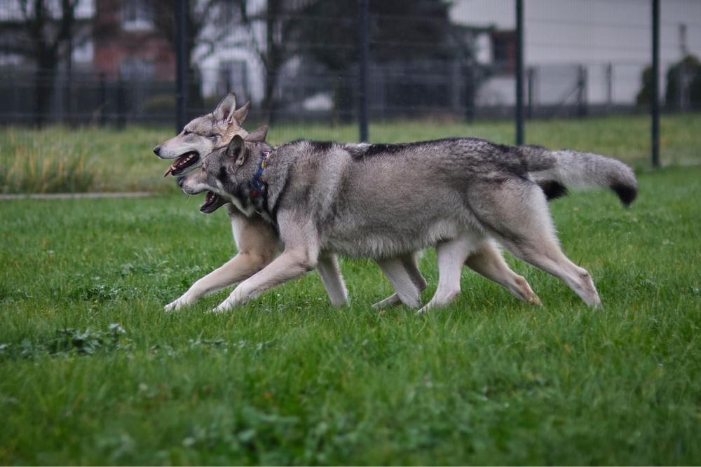 Wilczak Saarloosa - Saarlooswolfhond FCI - wilczaki.pl