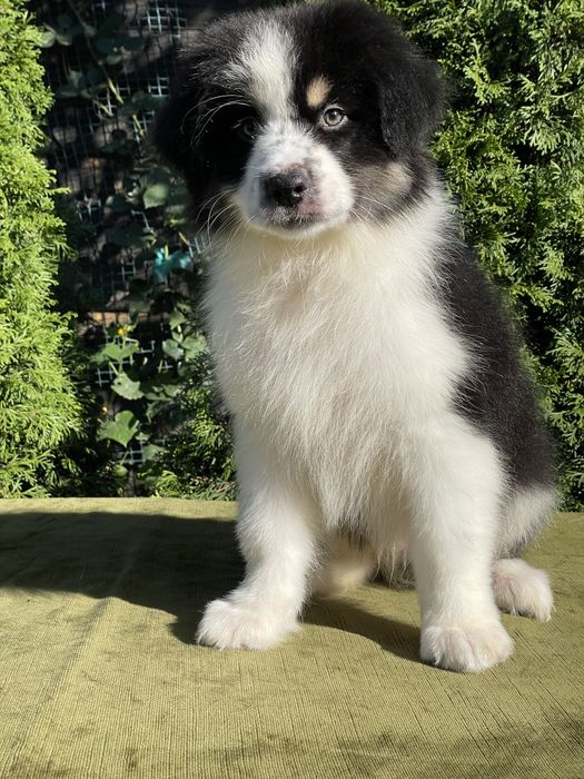 Австралійська вівчарка Ауссі хлопчик