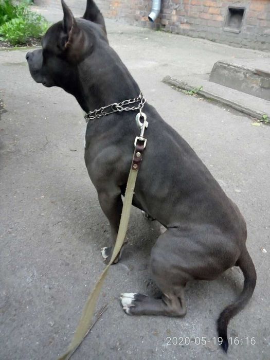 Пітбуль шукає дівчинку для в'язки