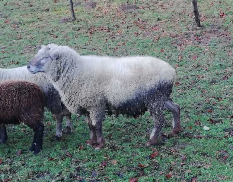 Sprzedam dwuletniego barana