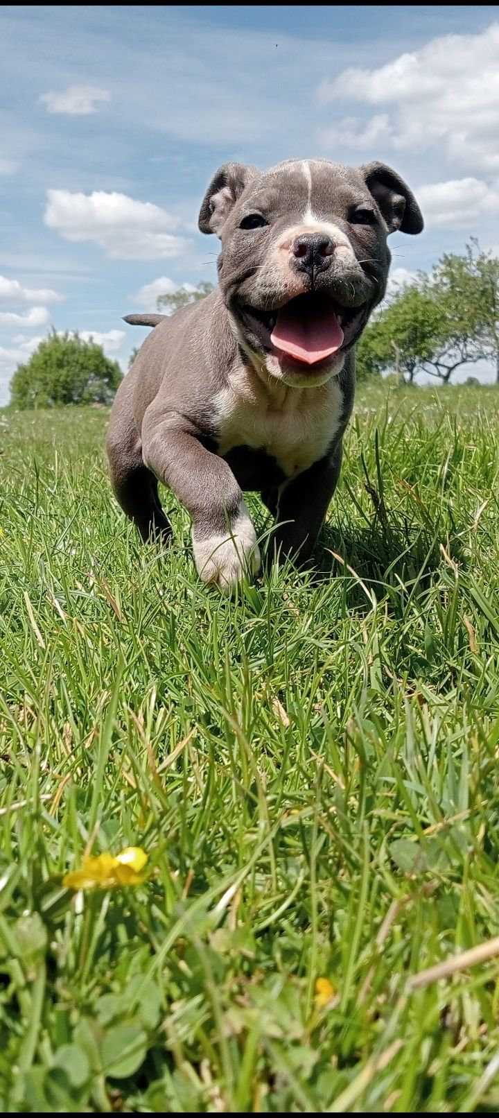 Suczka amstaff blue