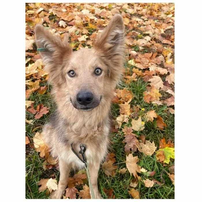 Активная контактная собака