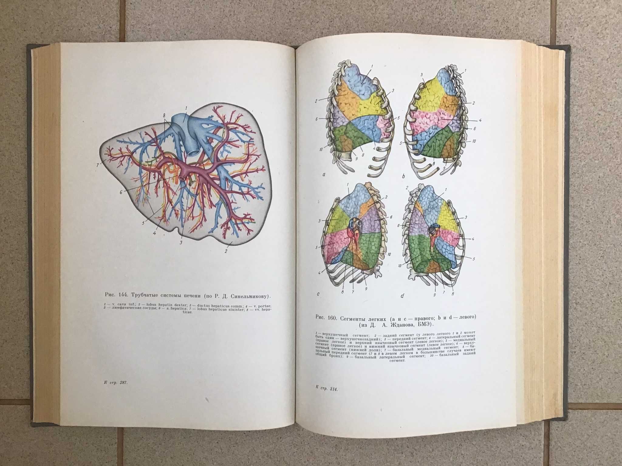 Анатомия (учебник)