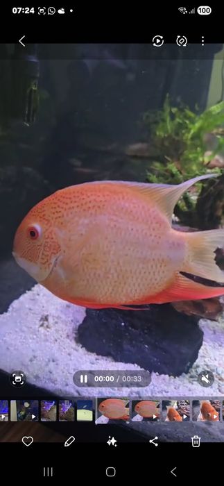 Severum red spot RESERVADO