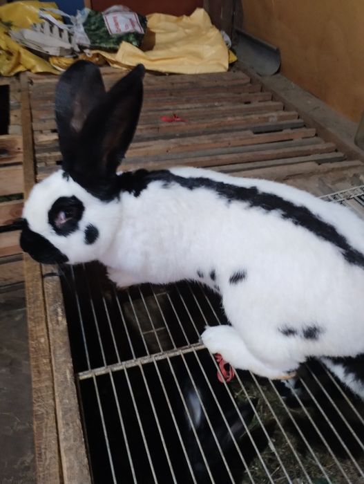 Olbrzym srokacz niemiecki