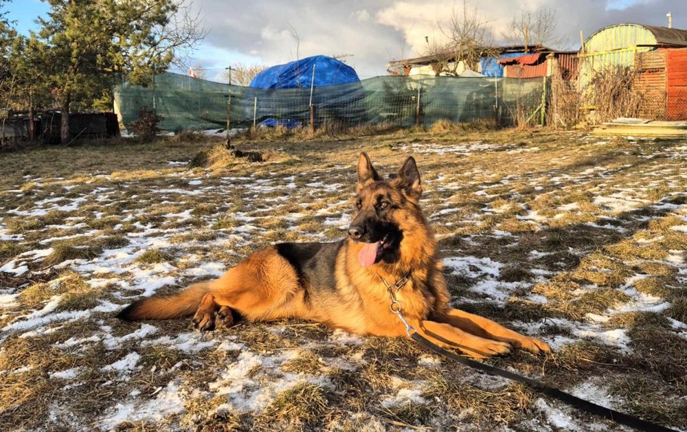 Suczka Owczarek Niemiecki FCI