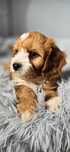 Badania genetyczne szkolenie Cavapoo cavalier pudel cavadoodle