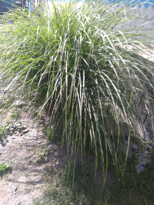 продається декоративна трава"кортадерія срібляста" або помпасна трава