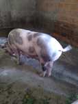 Porca com 2 anos