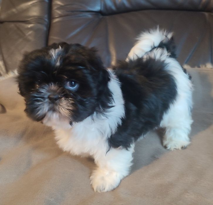 Shihtzu czarna biala suczka