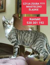 Znaleziono kota Miasteczko Śląskie