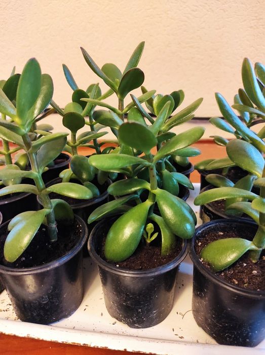 Денежное дерево в подарок