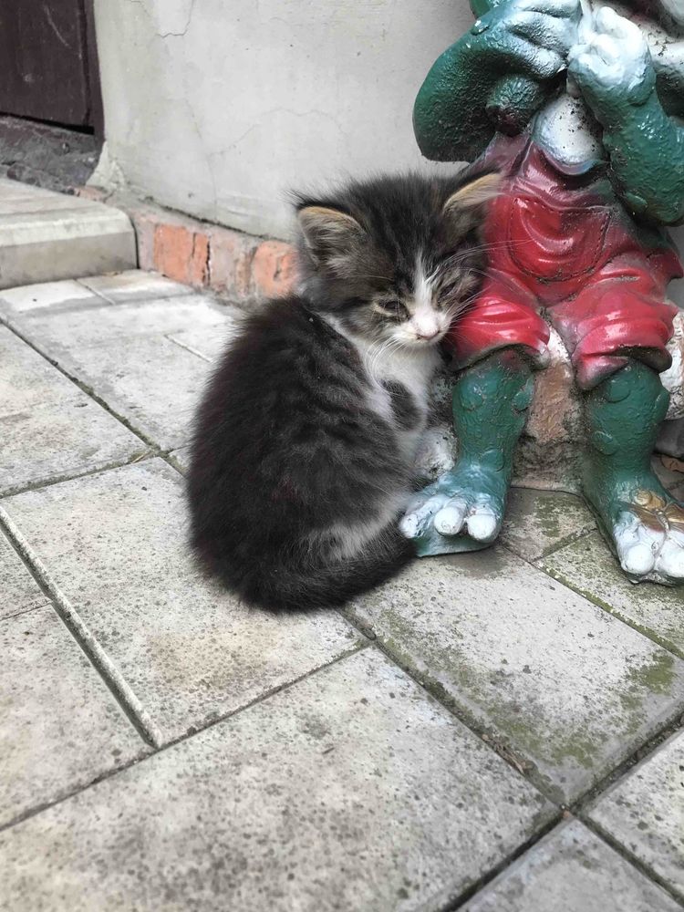 Кошенята безкоштовно