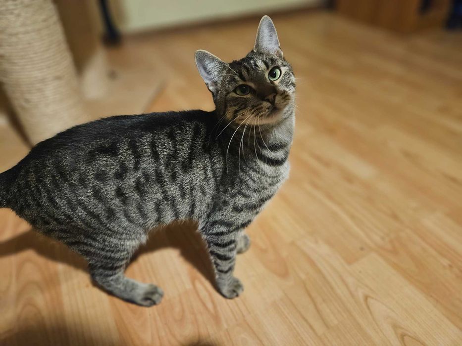 Roczny  ,Zozi ,zna dużego psa