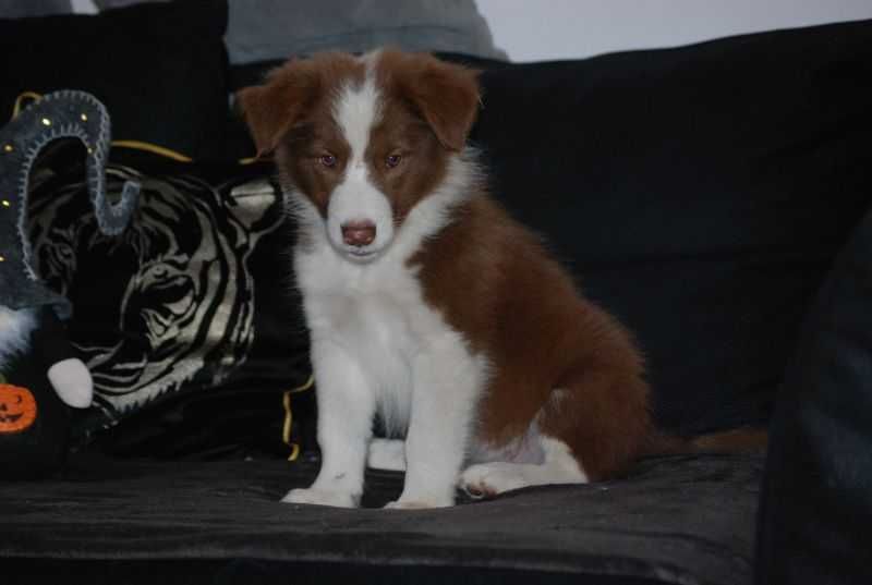 Pies Border Collie Czekoladowo-biały /Red