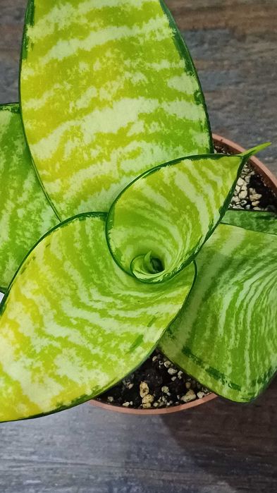 Сансевієрія Ханні Голден Маргіната Цунамі Люсіль Полан