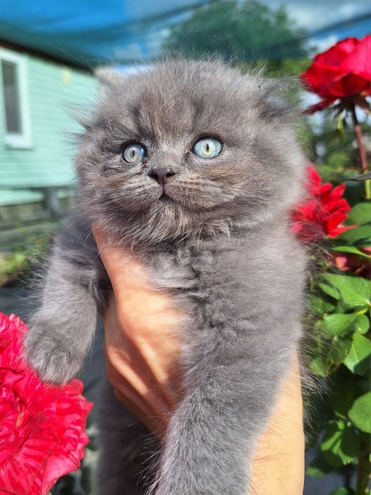Хайленд фолд кошенята