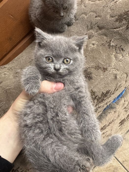 kotki brytyjskie do odania