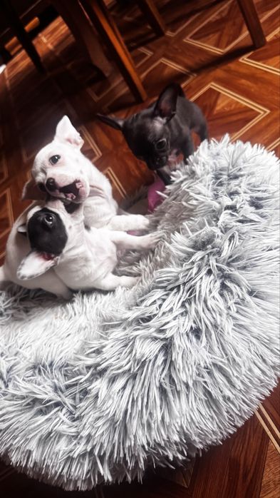 Chłopcy Chihuahua Trzej Muszkieterowie! Rodowód, 8tyg, gotowi