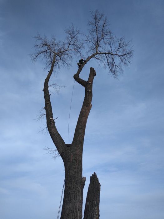 Видалення,спил дерев,чистка,кронування,корчування,покос трави