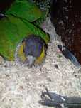 aves decumentadas
