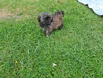 Shih-tzu mini piesek