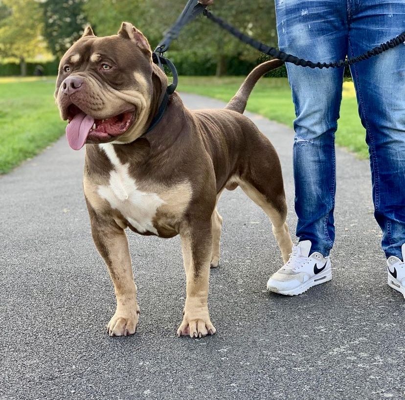 Suczka American Bully XL