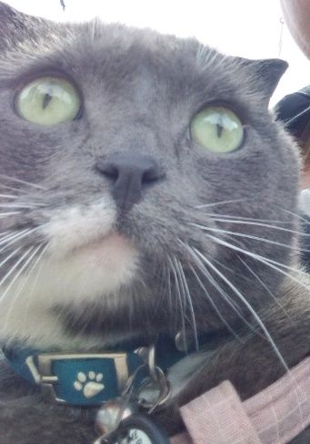 Шотландец, кот возрастной