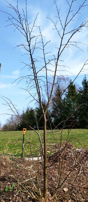 lipa brzoza akacja klon czeremcha dąb  ałycza drzewka sadzonki drzewko