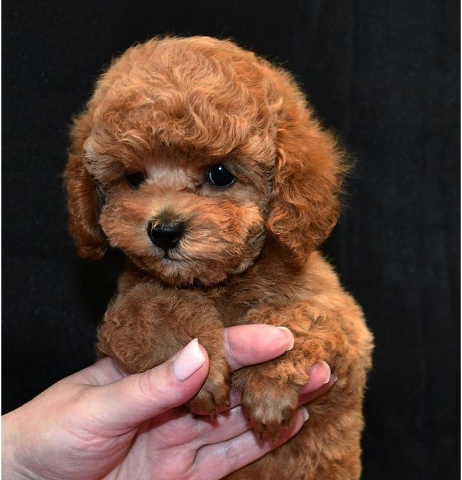 Дівчинка той пудель,тікап.якість