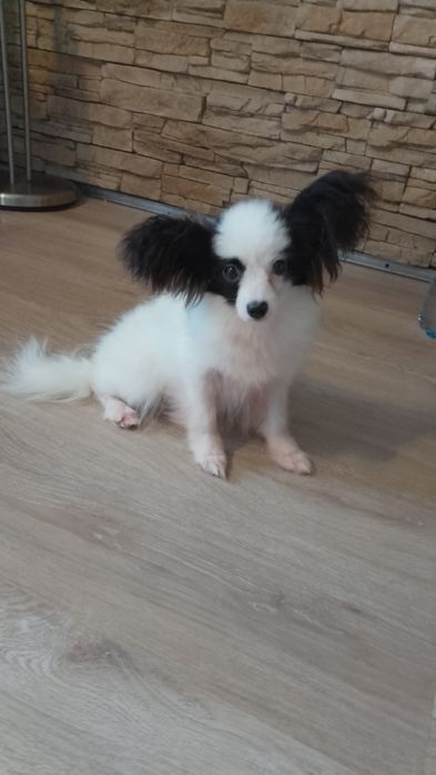 Pies Papillon Spaniel Kontynentalny