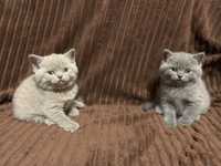 Ліловий Шотландские котята шотландські кошенята вісловушки прямовушки