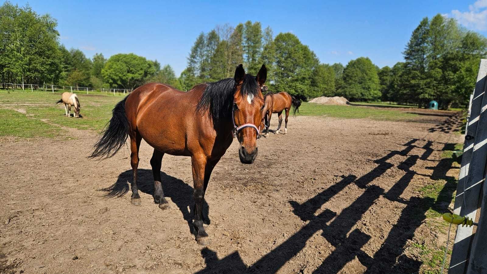 Malinka - 15 letnia klacz chodząca pod siodłem - do adopcji za darmo