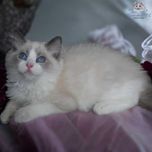 Ragdoll uroczy kocurek hodowlany po Championie, FPL, FIFE