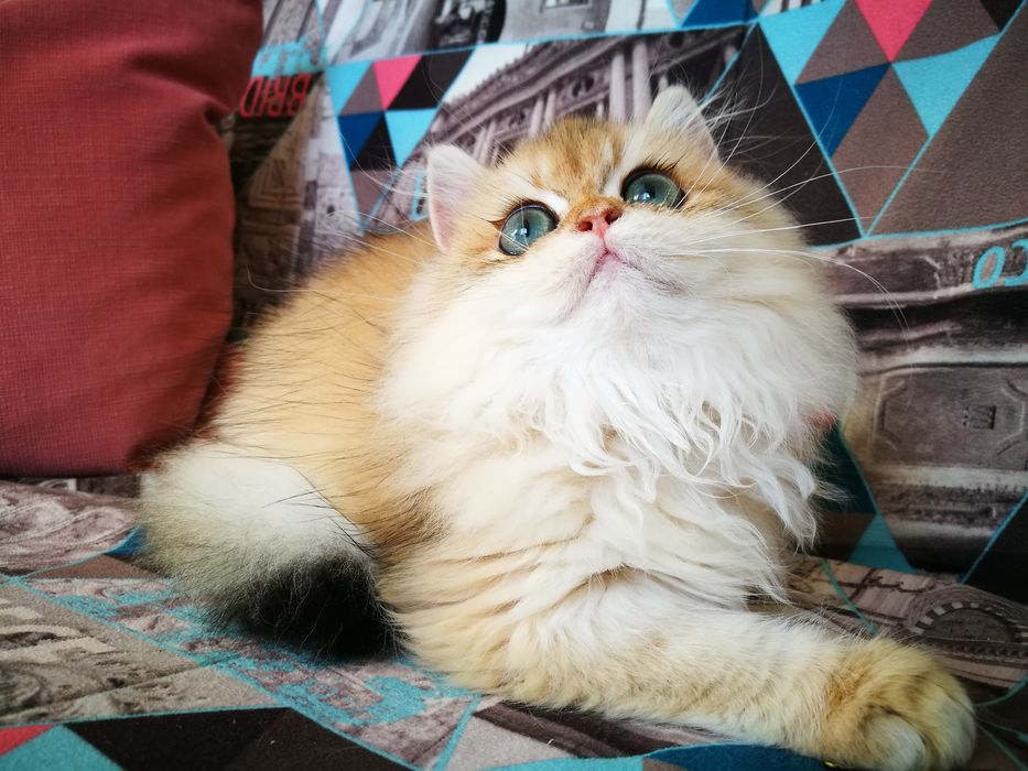 Золотая красуня, шиншилла ny12