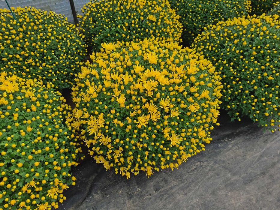 Sprzedaż chryzantem Kożuchów i Strzyżów