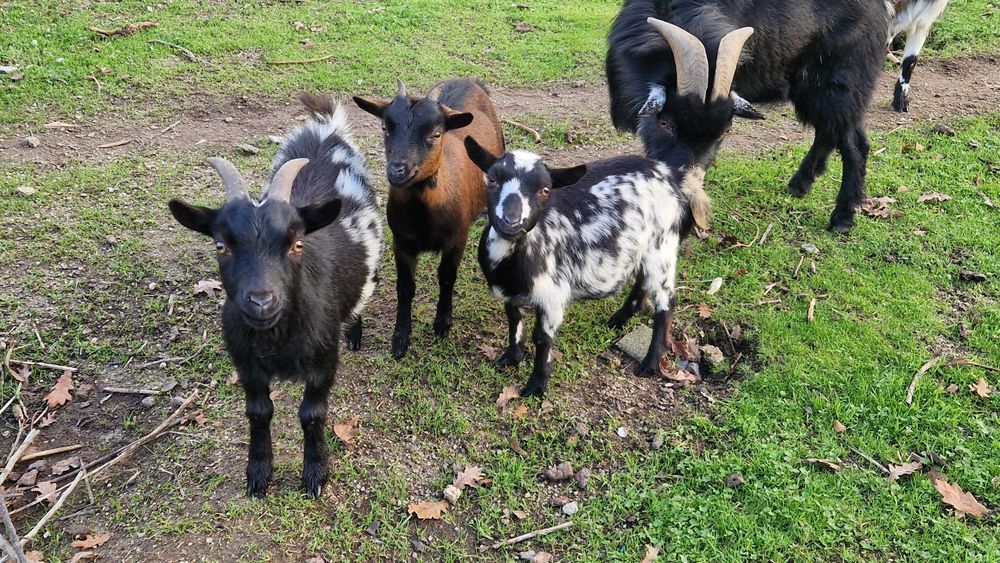 Cabras anãs adultas