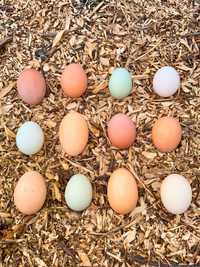 Яйца яйця курячі домашні