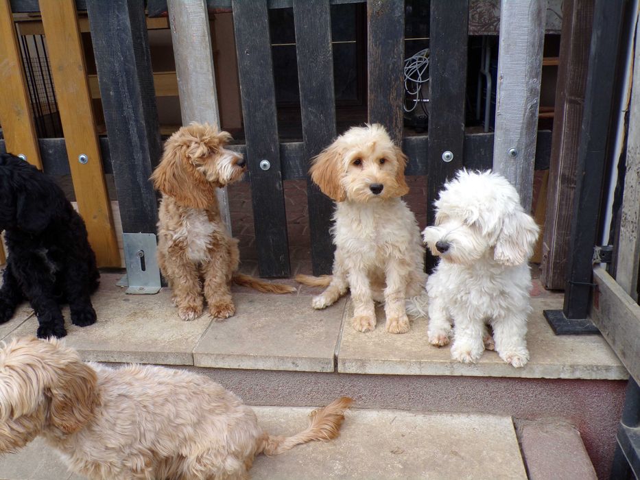 Cockapoo F1 b mini 15 miesięcy wyjątkowa kremowa sunia