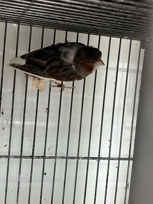 Arlequim portugues 2024