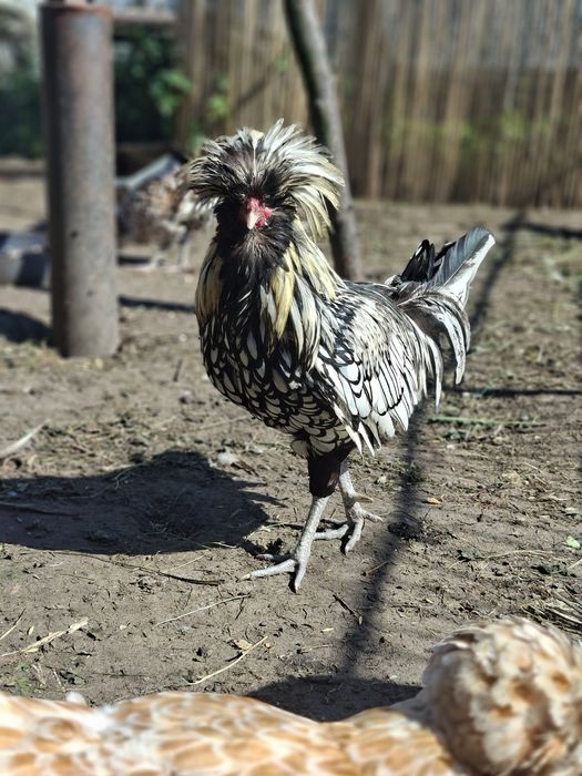 Kogut rasy czubatka srebrna
