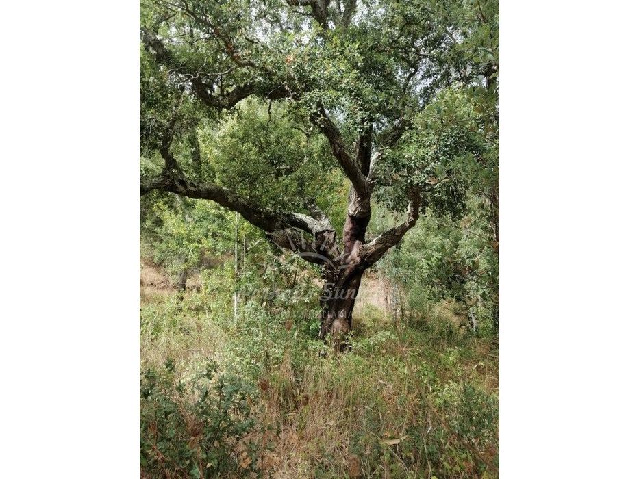 Terreno Rústico Serra de Grândola
