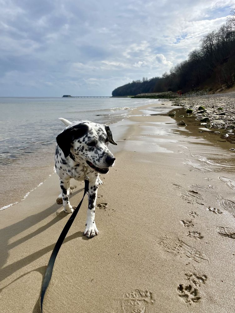 Domowa opieka nad psem/kotem Petsitter Domowy hotel