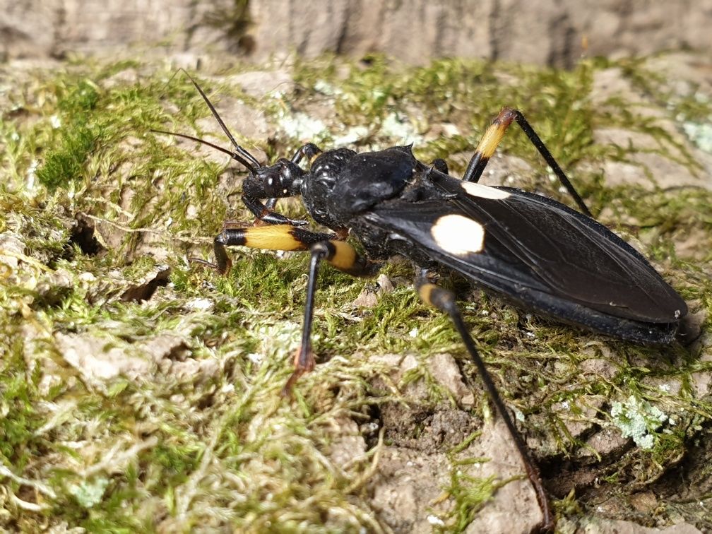 Хижі клопи platymeris biguttata,клопы-хищнецы