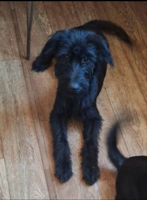 Віддам в добрі руки