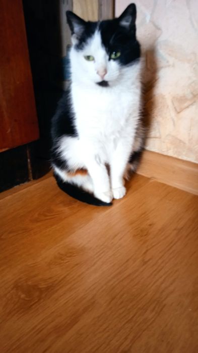 Стерилізована, лагідна киця