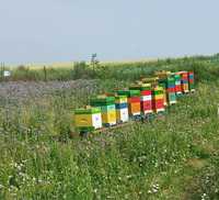 Pszczoły ule przezimowane rodziny pszczele ramka dadant
